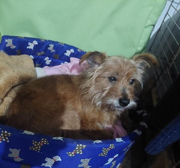 Dolce Henry, 5 Kg Di Amore Aspetta Una Casa